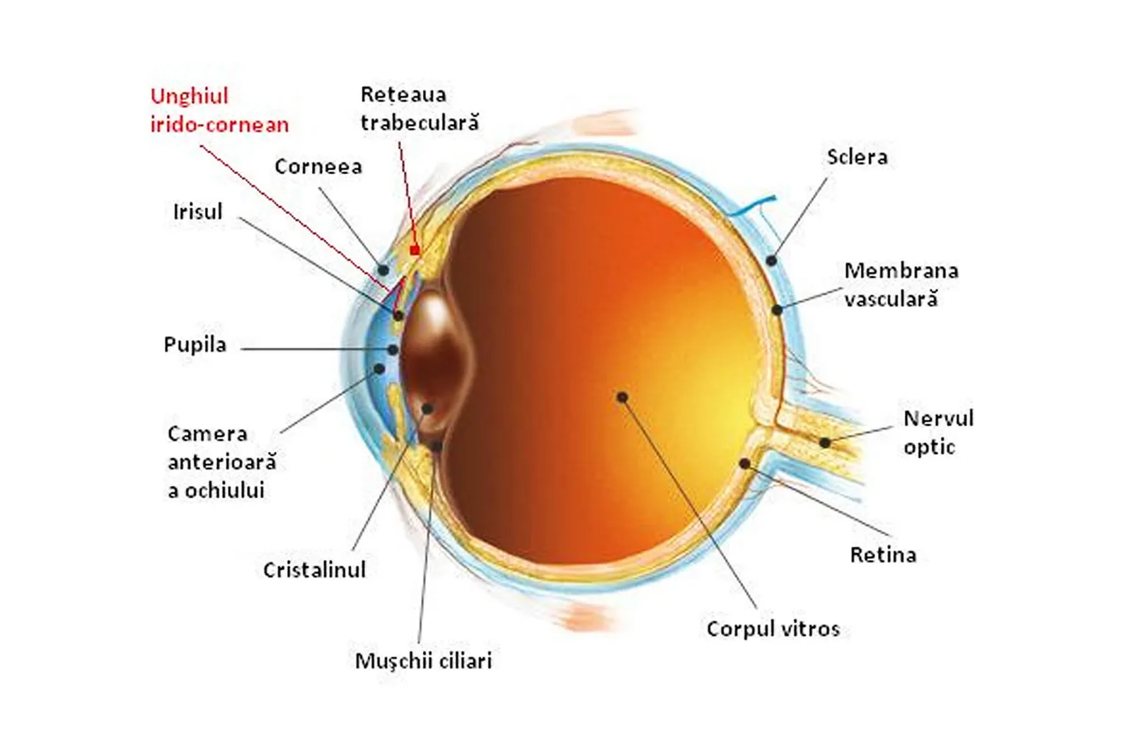 Glob ocular afectat de cataractă — opacifierea cristalinului